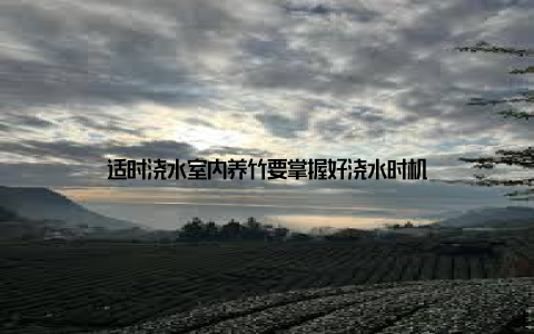 适时浇水室内养竹要掌握好浇水时机