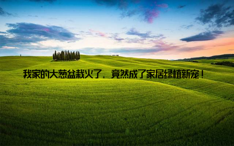 我家的大葱盆栽火了, 竟然成了家居绿植新宠! 最近, 我家的大葱盆栽在网上走红, 成了家居绿植的新宠, 让我这个种植爱好者不禁喜出望外
