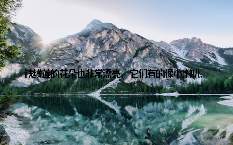 铁线莲的花朵也非常漂亮, 它们有的像小喇叭, 有的像小蝴蝶, 有的像小星星, 每一朵都有自己独特的韵味