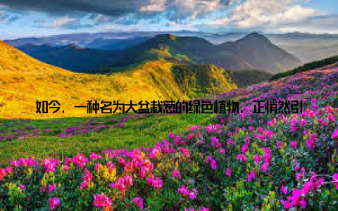 如今, 一种名为大盆栽葱的绿色植物, 正悄然引领家居新潮流, 用它的生机与活力, 为我们的家打造一个温馨的环境