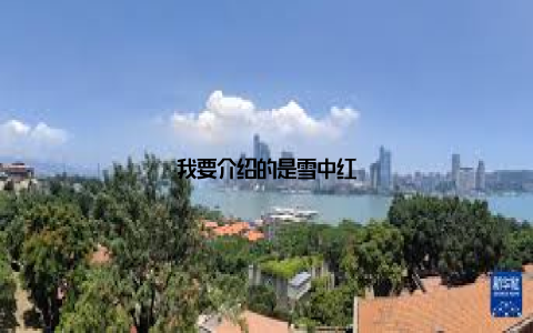 我要介绍的是雪中红