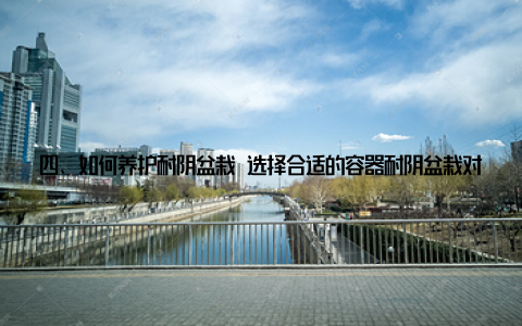 四、如何养护耐阴盆栽 选择合适的容器耐阴盆栽对容器的要求不高, 但最好选择透气性好的材料, 如陶瓷、塑料等