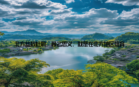 北方盆栽杜鹃, 顾名思义, 就是在北方地区培育的杜鹃花, 它不仅适应了北方的气候, 更在寒冷的冬季绽放出绚烂的花朵
