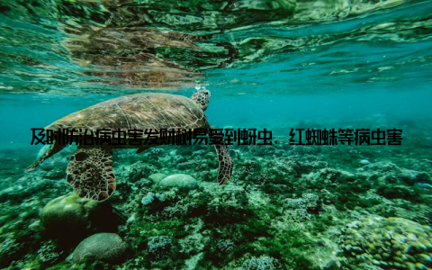 及时防治病虫害发财树易受到蚜虫、红蜘蛛等病虫害的侵害, 发现病虫害要及时采取措施, 可使用杀虫剂进行防治