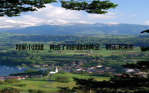 我家小绿植, 竟成了我的植物黄金, 财运滚滚来! 嘿, 亲爱的朋友们, 今天我要和大家分享一个关于我家小绿植的故事
