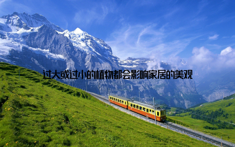 过大或过小的植物都会影响家居的美观
