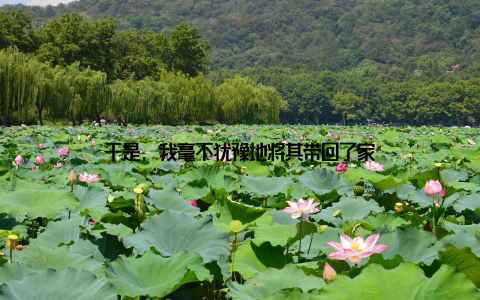 于是, 我毫不犹豫地将其带回了家