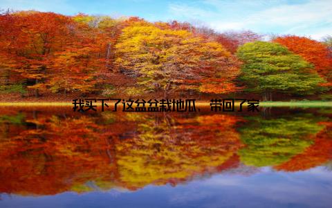 我买下了这盆盆栽地瓜, 带回了家