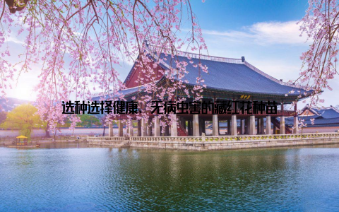 选种选择健康、无病虫害的藏红花种苗