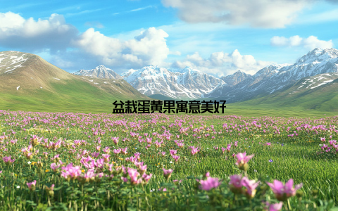 盆栽蛋黄果寓意美好