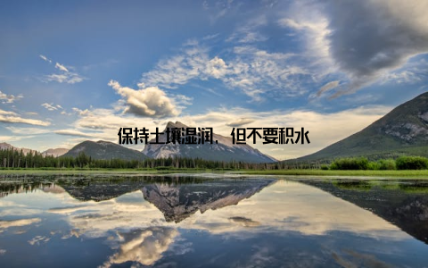 保持土壤湿润, 但不要积水