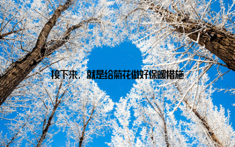 接下来, 就是给菊花做好保暖措施