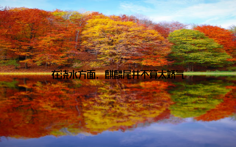 在浇水方面, 麒麟尾并不算太娇气