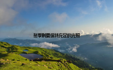 冬季则要保持充足的光照