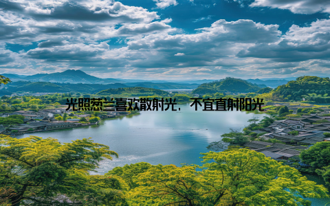 光照葱兰喜欢散射光, 不宜直射阳光