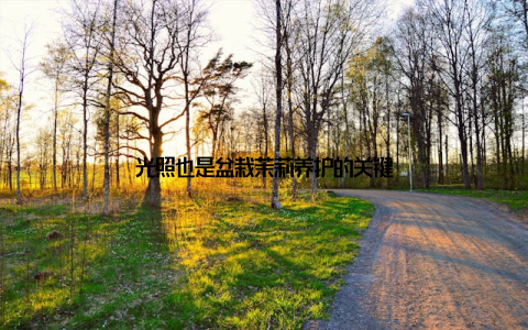 光照也是盆栽茉莉养护的关键