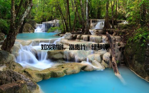 如发财树、富贵竹、绿萝等