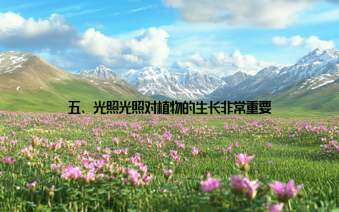 五、光照光照对植物的生长非常重要