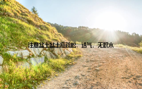 注意盆土盆土应疏松、透气, 无积水