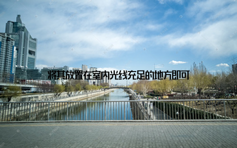 将其放置在室内光线充足的地方即可