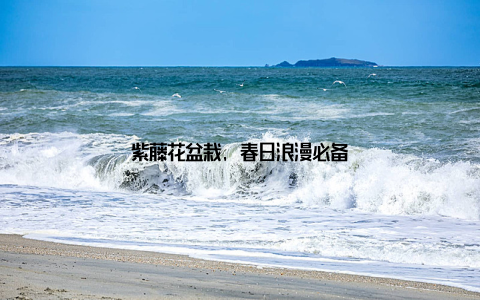 紫藤花盆栽, 春日浪漫必备