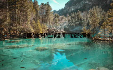 合理浇水保持土壤湿润, 但避免积水