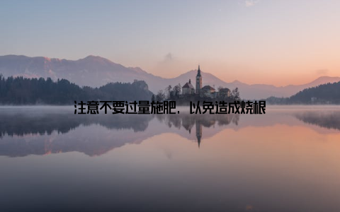 注意不要过量施肥, 以免造成烧根