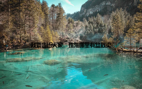 我要告诉大家, 珠海哪里有盆栽卖