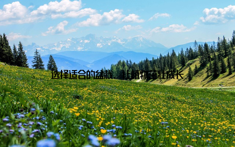 选择适合的盆栽, 让植物茁壮成长