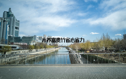 水养富贵竹省心省力