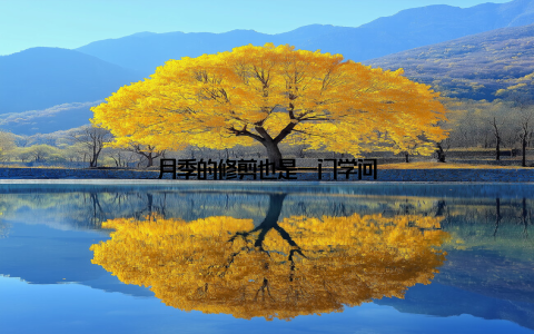 月季的修剪也是一门学问