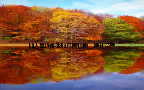 仙人掌还能吸收有害物质, 净化空气