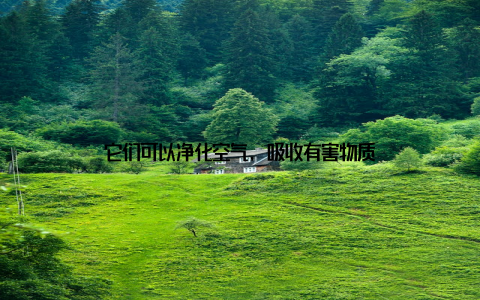 它们可以净化空气, 吸收有害物质