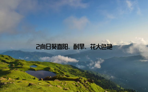 2向日葵喜阳、耐旱、花大色艳