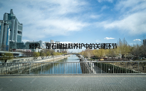 修剪, 是石榴盆栽养护中的关键环节