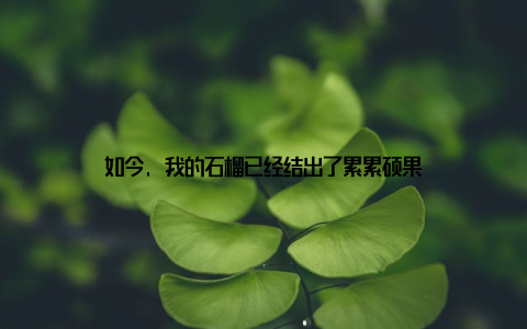 如今, 我的石榴已经结出了累累硕果