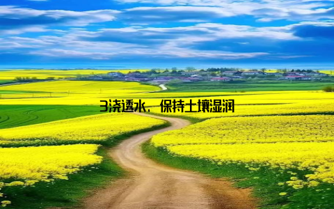 3浇透水, 保持土壤湿润