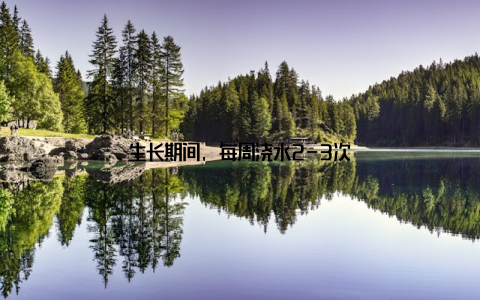 生长期间, 每周浇水2-3次