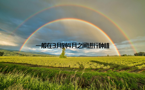 一般在3月到4月之间进行种植