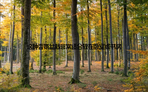 这种香氛盆栽非常适合放在卧室或书房