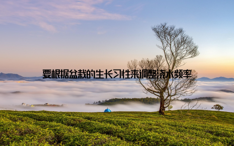 要根据盆栽的生长习性来调整浇水频率