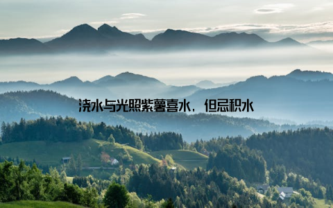 浇水与光照紫薯喜水, 但忌积水