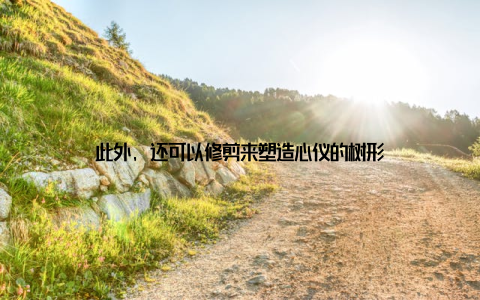 此外, 还可以修剪来塑造心仪的树形