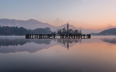 藏红花喜欢肥沃、排水良好的土壤