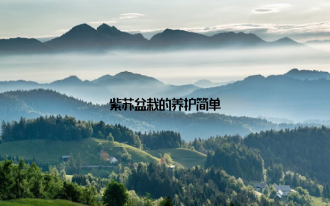 紫苏盆栽的养护简单
