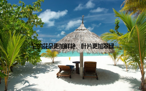 它的花朵更加鲜艳, 叶片更加翠绿