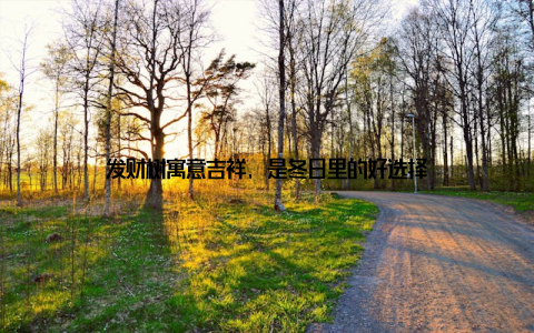 发财树寓意吉祥, 是冬日里的好选择