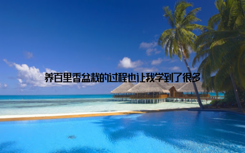 养百里香盆栽的过程也让我学到了很多