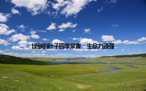 绿萝的叶子四季常青, 生命力顽强