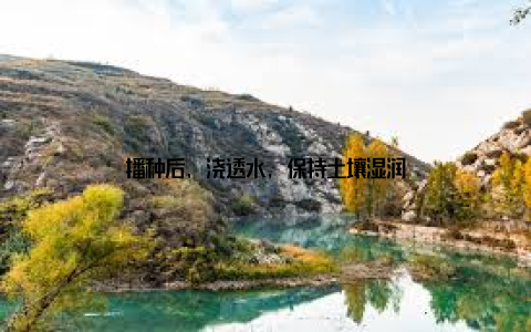 播种后, 浇透水, 保持土壤湿润